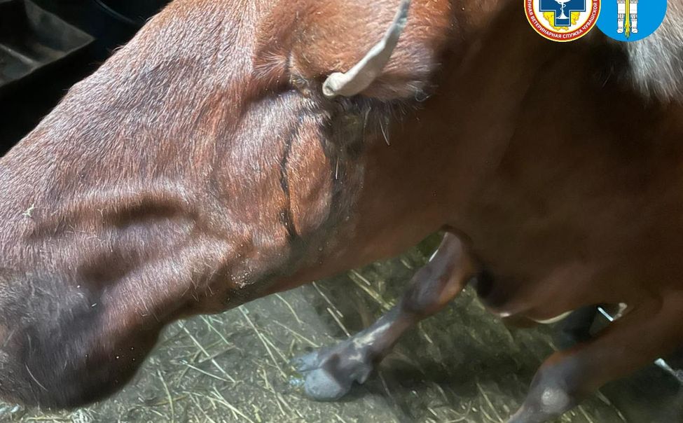 В Чувашии ветеринар вытащил из глаза коровы часть железного замка