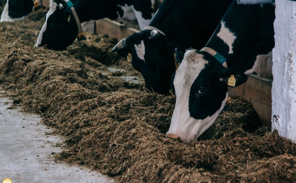 В Чувашии скорректировали господдержку самозанятым ЛПХ на осеменение коров