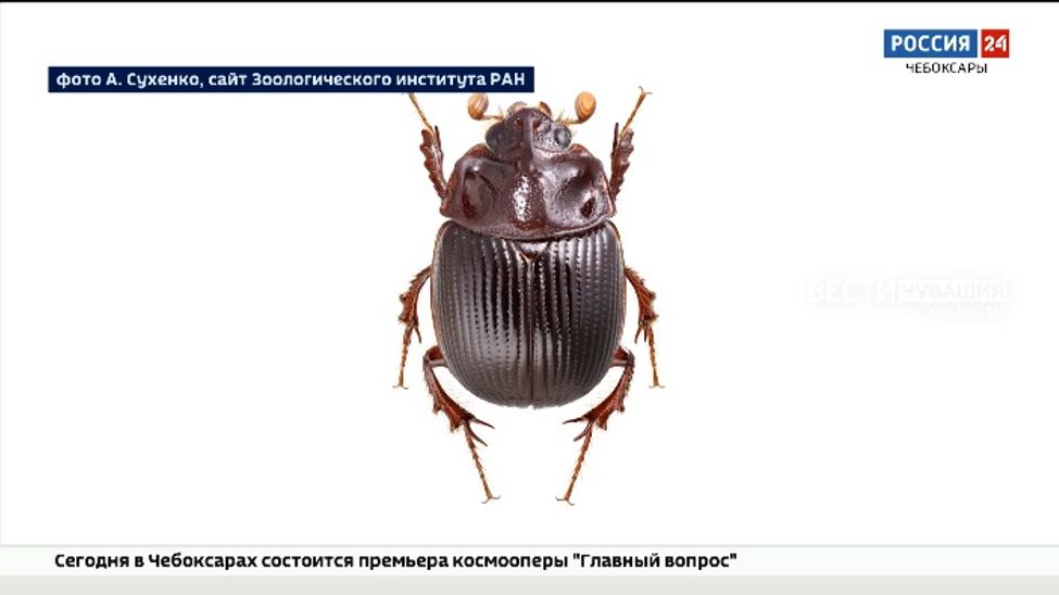 Шестирогого жука-гурмана впервые включили в новое издание Красной книги Чувашии Шестирогого жука-гурмана впервые включили в новое издание Красной книги Чувашии