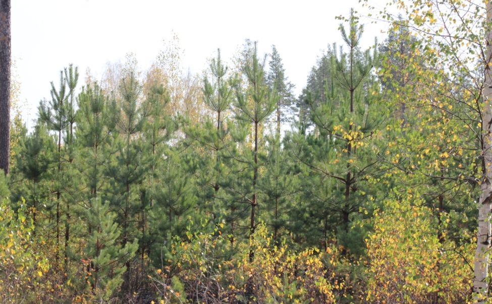 На развитие лесного хозяйства Чувашии дополнительно направят около 70 млн рублей