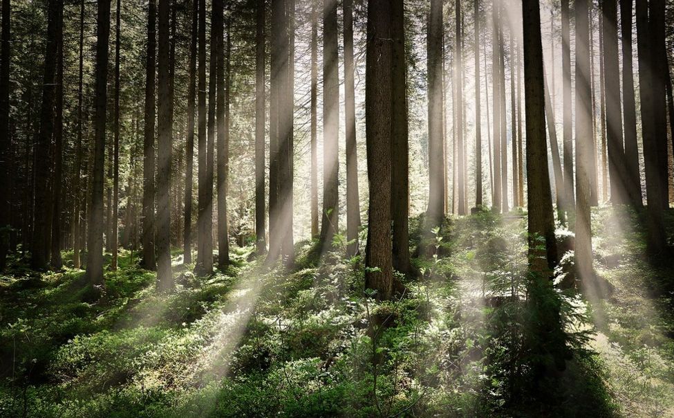 В Чувашии на развитие лесного хозяйства и зарплату  лесничим дополнительно направят 70 млн рублей