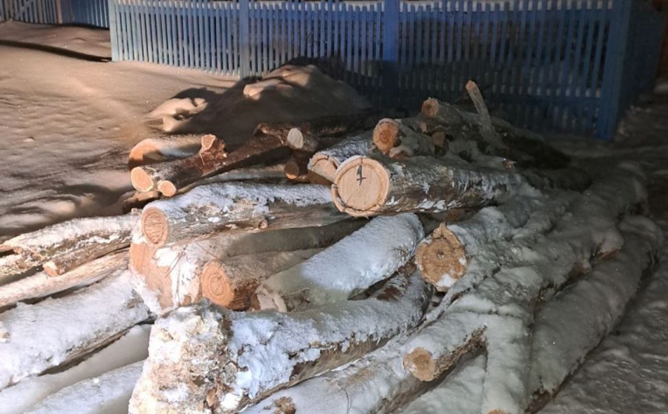 В Аликовском округе двое мужчин незаконно срубили 14 сухостойных дубов