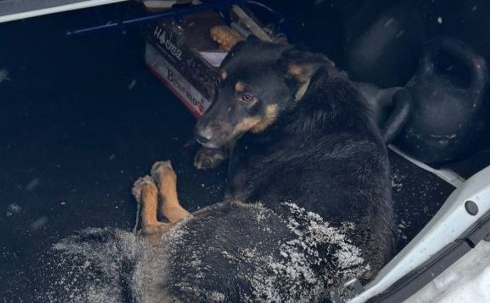В Кугесях сотрудники Госавтоинспекции помогли раненному псу