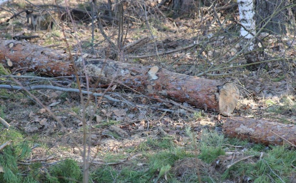 Жителя Чувашии наказали за незаконную рубку деревьев