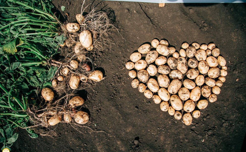На выставку «Картофель-2024» аграрии Чувашии привезут 18 сортов сельхозкультуры 