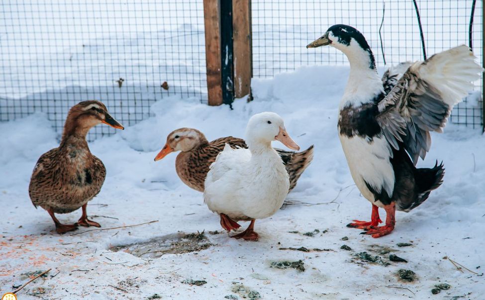 Чувашские утки и гуси переехали в Простоквашино для участия в выставке "Россия"