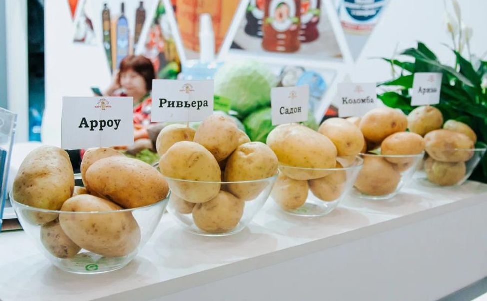 На выставке картофеля в Чувашии ожидают не менее 10 тысяч посетителей
