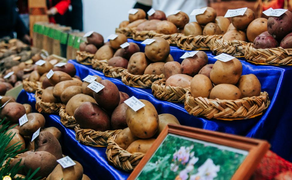 С начала 2024 года Чувашия экспортировала 546 тонн картофеля