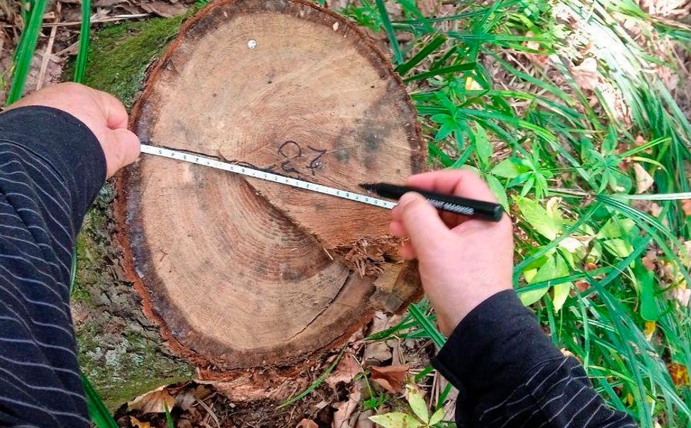 С начала года в Чувашии выявлено 4 факта незаконной рубки деревьев