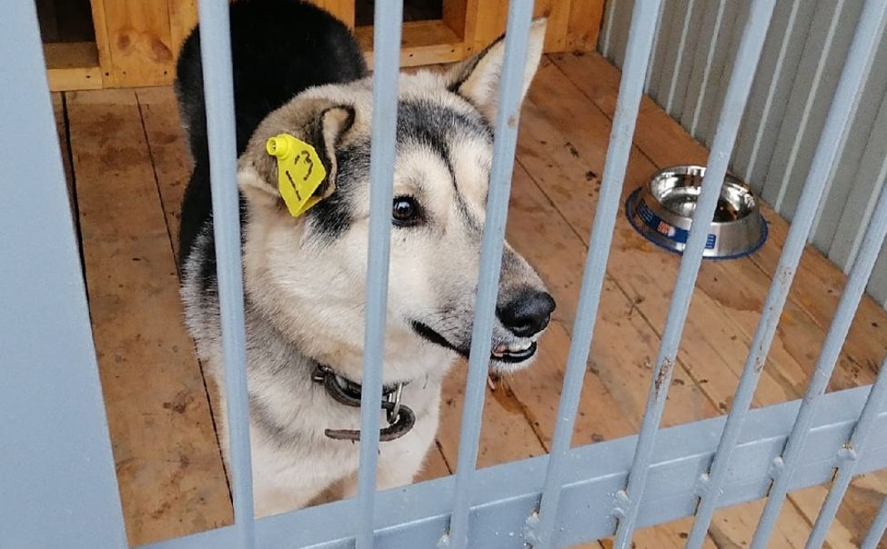 Межмуниципальный приют в Шумерле за год сможет принять более 2 тысяч бездомных собак