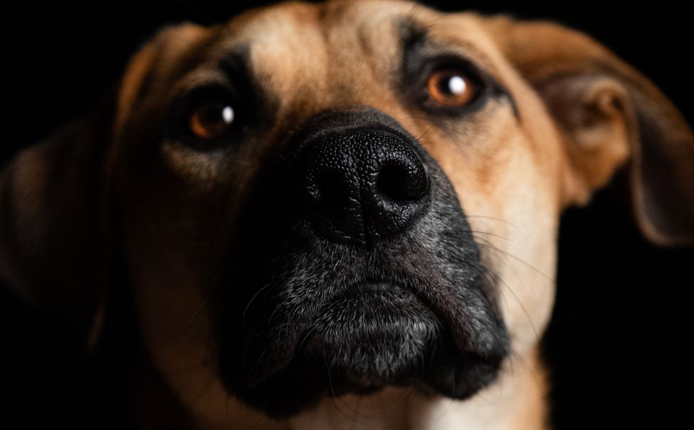 В Чебоксарах хозяйка собаки, покусавшей ребенка, заплатила компенсацию в 15 тысяч рублей