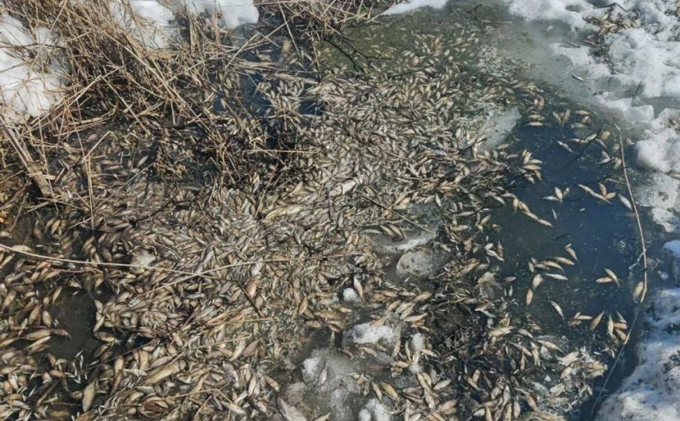 В озере Алатырского округа произошла массовая гибель рыбы
