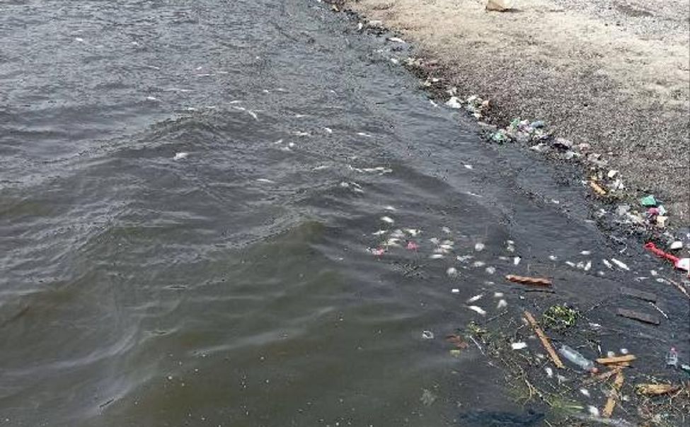 Прокуратура выясняет причины гибели рыбы в Чебоксарском заливе и еще двух прудах Чувашии