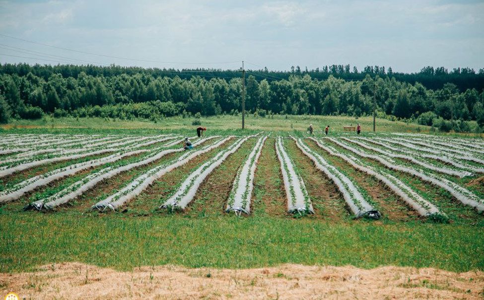 В Чувашии стартовал прием документов на грант "Агростартап"