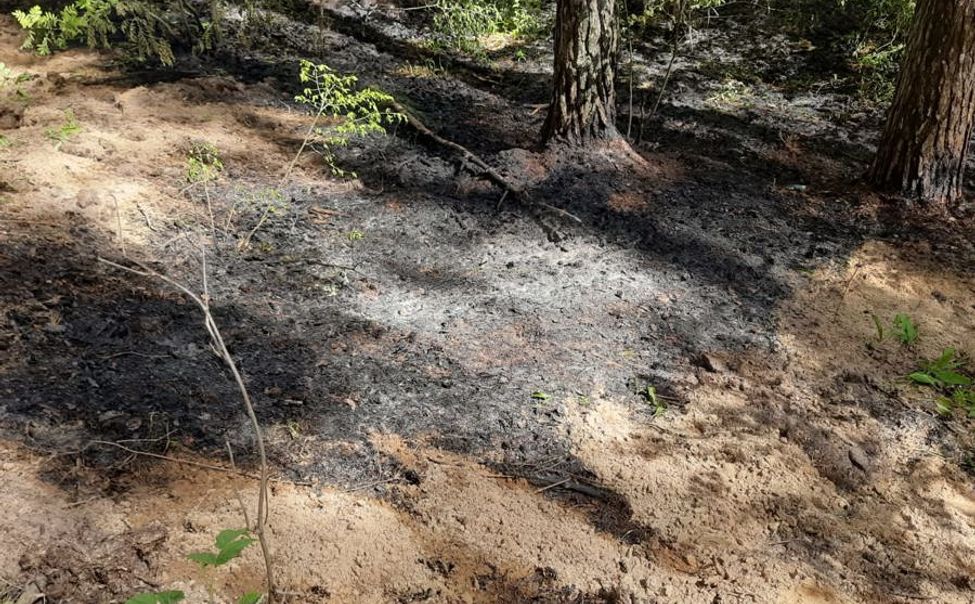 Из-за непотушенной сигареты в Шумерлинском лесничестве произошел пожар