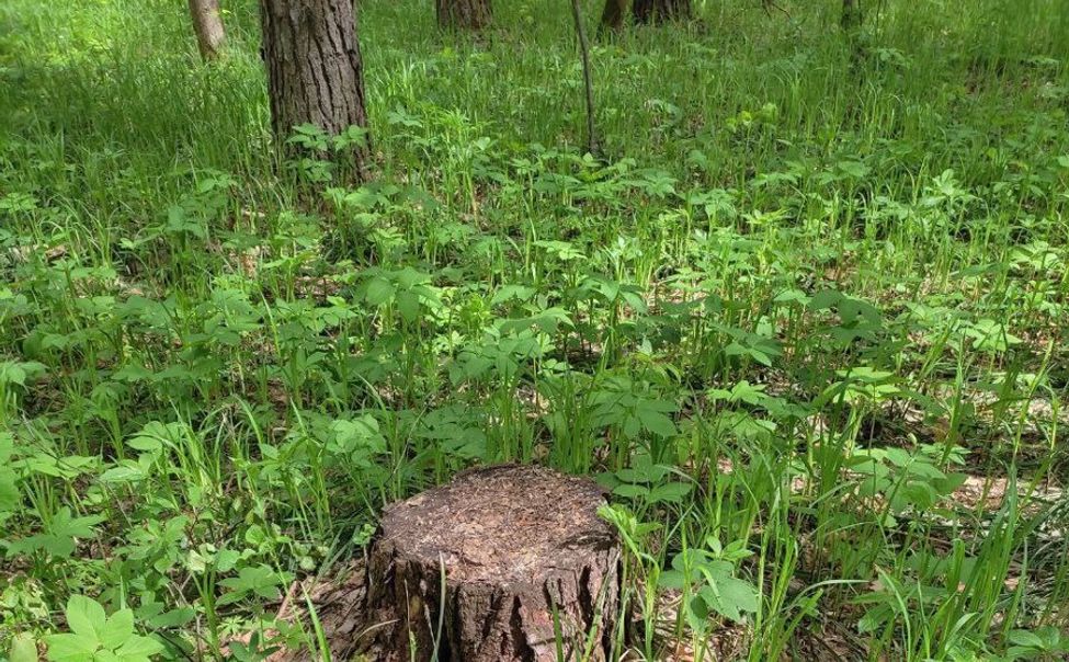 В Чувашии лесные инспекторы выявляют факты незаконных рубок деревьев
