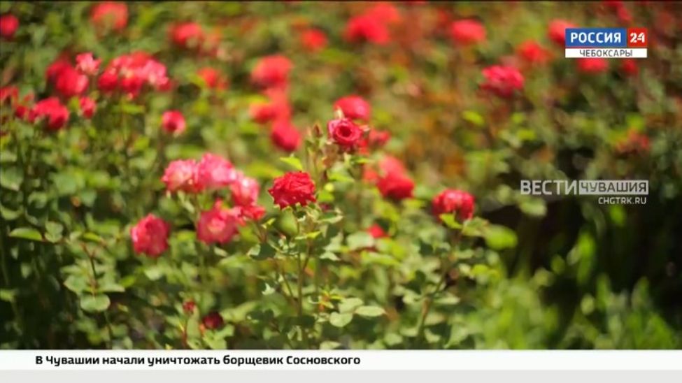 В Чебоксары для масштабной клубмы "Цветущая Россия" прибыли саженцы со всех регионов страны