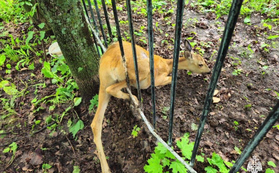 Сотрудники МЧС спасли косулю, застрявшую в заборе городского парка в Канаше