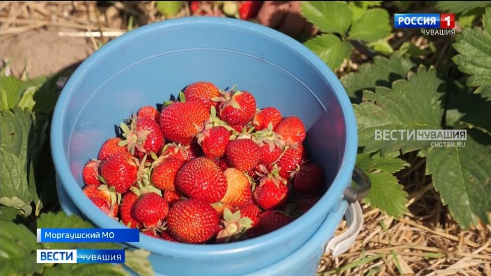 В Чувашии растет число ягодоводов 