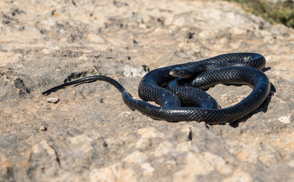 Июнь стал в Чувашии рекордным за 5 лет по случаям укусов змей