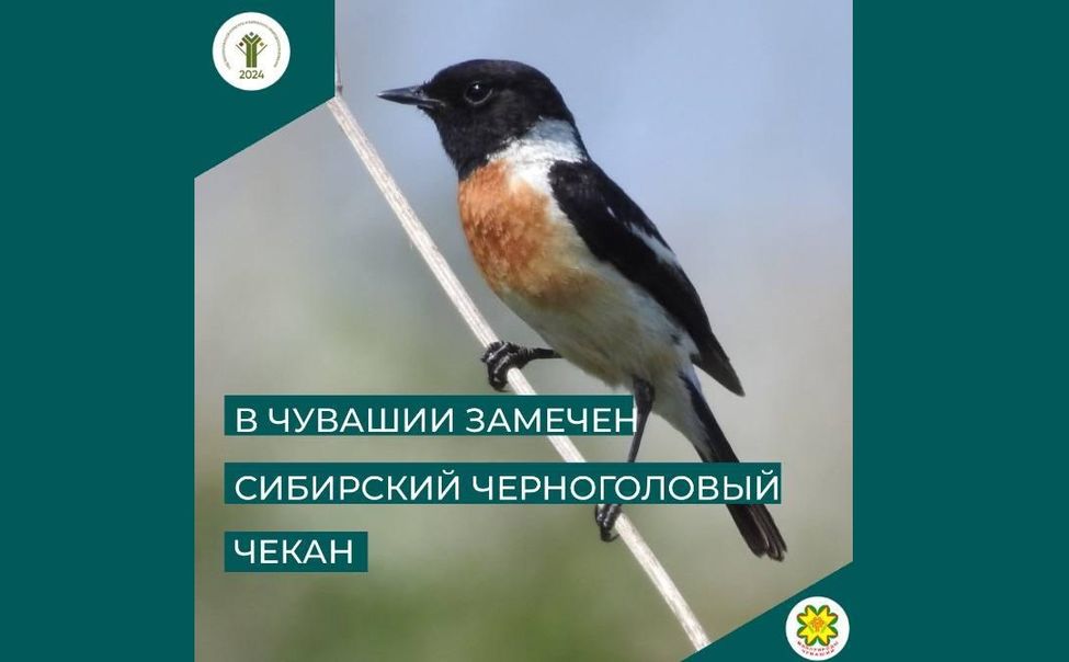 В Чувашии заметили птицу, которая гнездится в республике раз в 10 лет