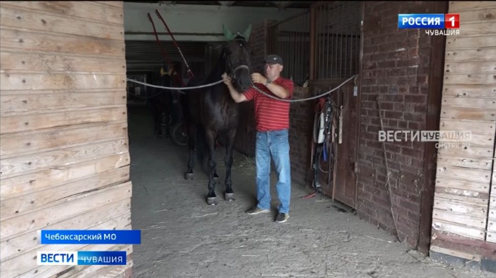 Наездник рысистых пород лошадей рассказал о секретах мастерства и подготовке к Кубку Чувашии