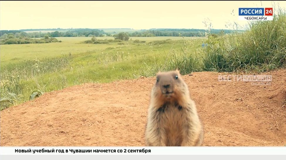 В Цивильском округе в объектив фотоловушки попало семейство сурков В Цивильском округе в объектив фотоловушки попало семейство сурков