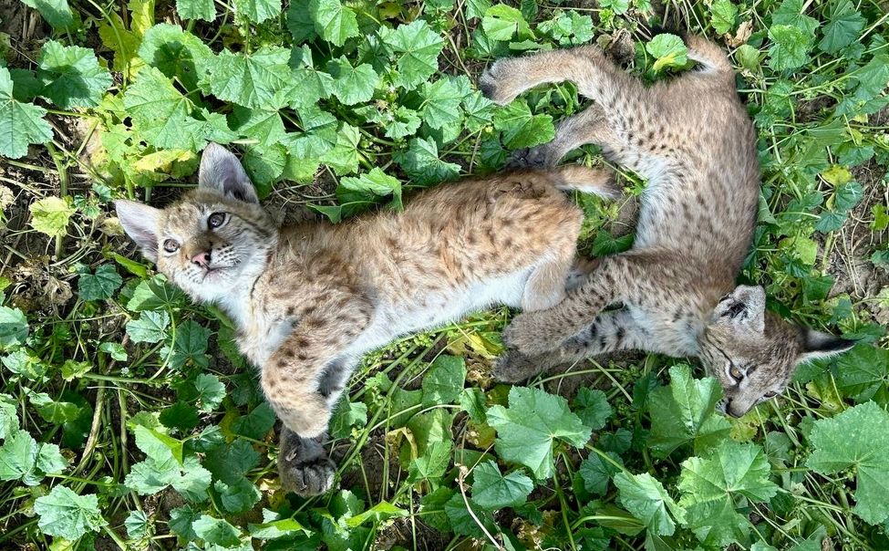 В чебоксарском парке имени А. Г. Николаева поселились рысята Дуняша и Яша