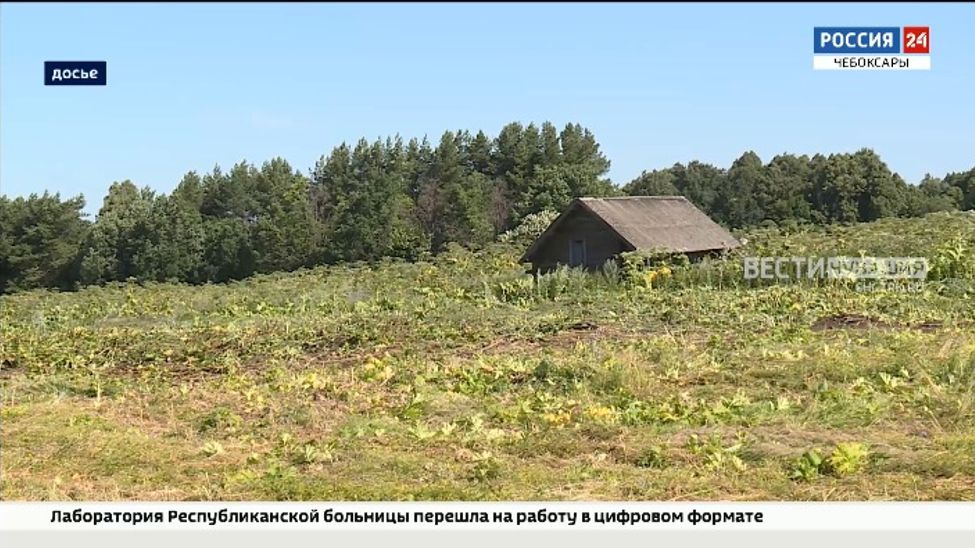 Обладателей земель с борщевиком в Чувашии предлагают наказывать денежными штрафами