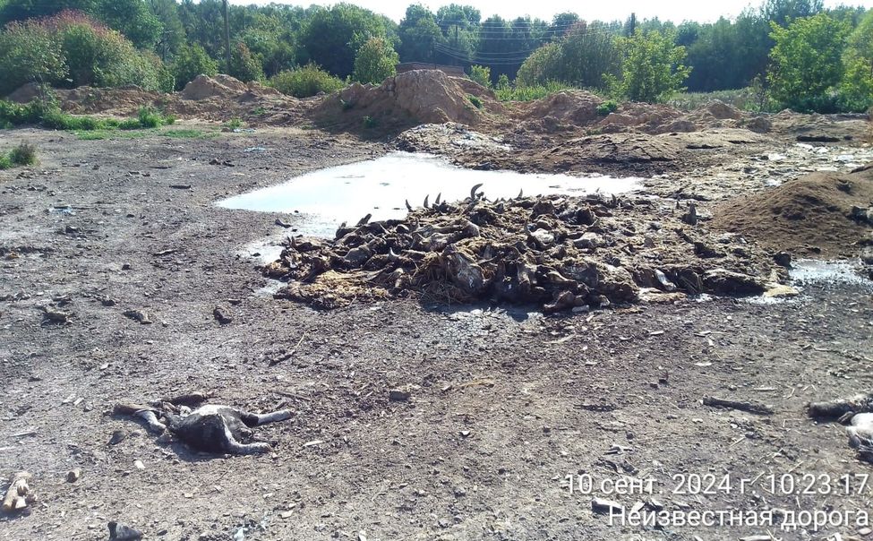 В Цивильском округе трупы и кости сельхозживотных хранились под открытым небом