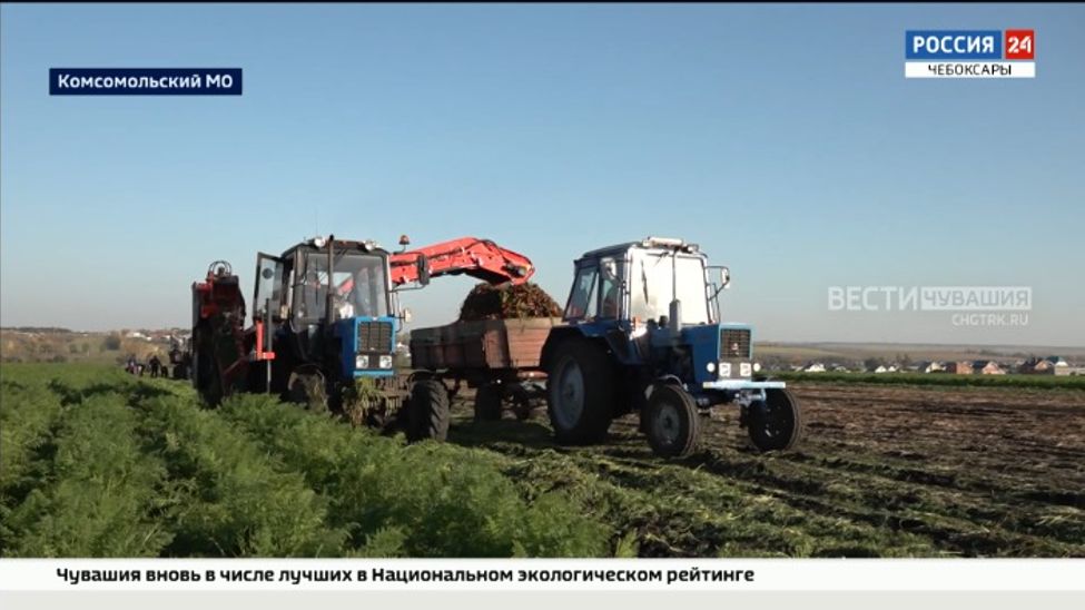 С полей Чувашии собрано больше половины овощей