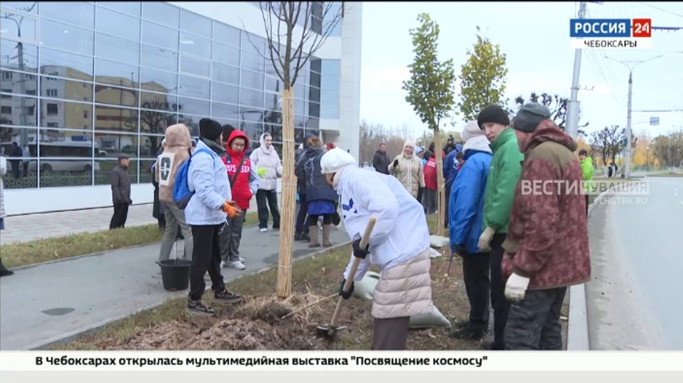 Вдоль трех чебоксарских улиц появились 70 молодых лип