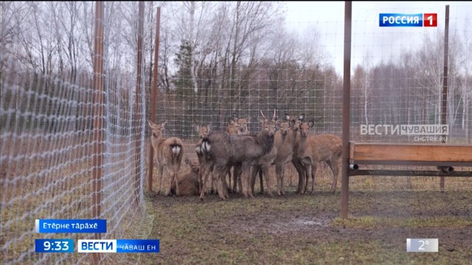 Вӑрман чӗрчунӗсене читлӗхре ӗрчетсе сунар ӗҫне аталантаракан ӑнӑҫлӑ тӗслӗх