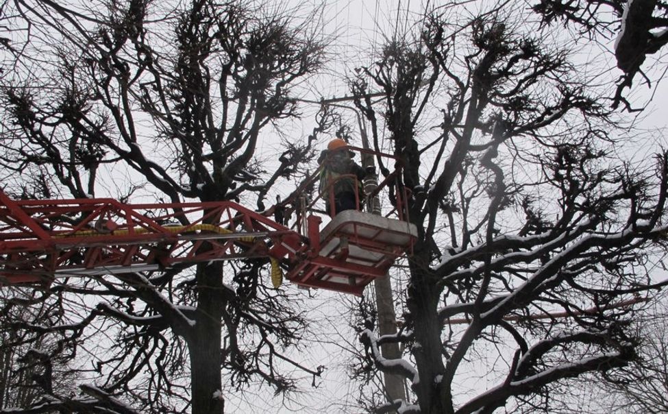 Более 900 деревьев в Чебоксарах украшено новогодней иллюминацией