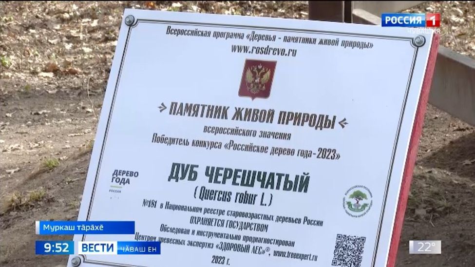 Муркаш тӑрӑхӗнчи аслӑ юмана сыхласа хӑварас тесе тӑрӑшаҫҫӗ Муркаш тӑрӑхӗнчи аслӑ юмана сыхласа хӑварас тесе тӑрӑшаҫҫӗ