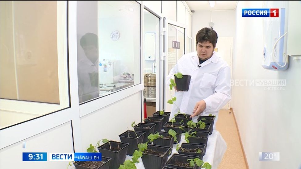 Хӑмла пахчисенче ҫурхи ӗҫсем пыраҫҫӗ Хӑмла пахчисенче ҫурхи ӗҫсем пыраҫҫӗ