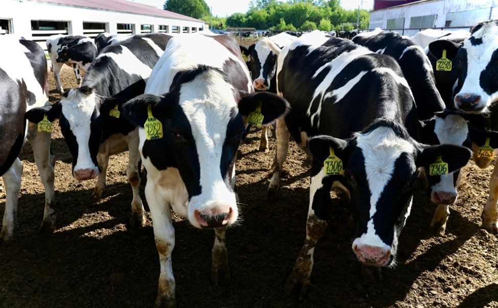 В Чувашии за 9 месяцев выросли надои молока