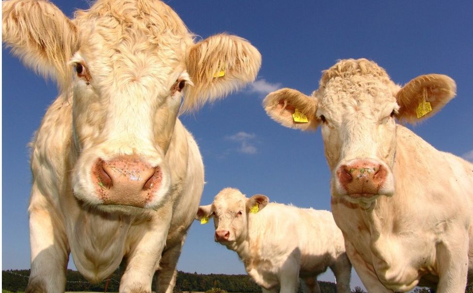 В Чувашии двумя субсидиями поддержат животноводов