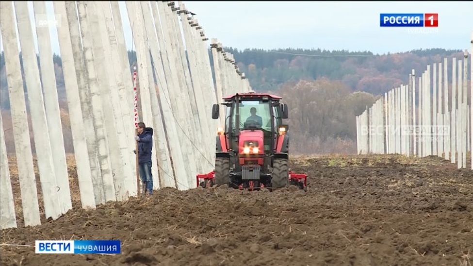 В этом году урожайность хмеля в Чувашии превысила 18 центнеров с гектара