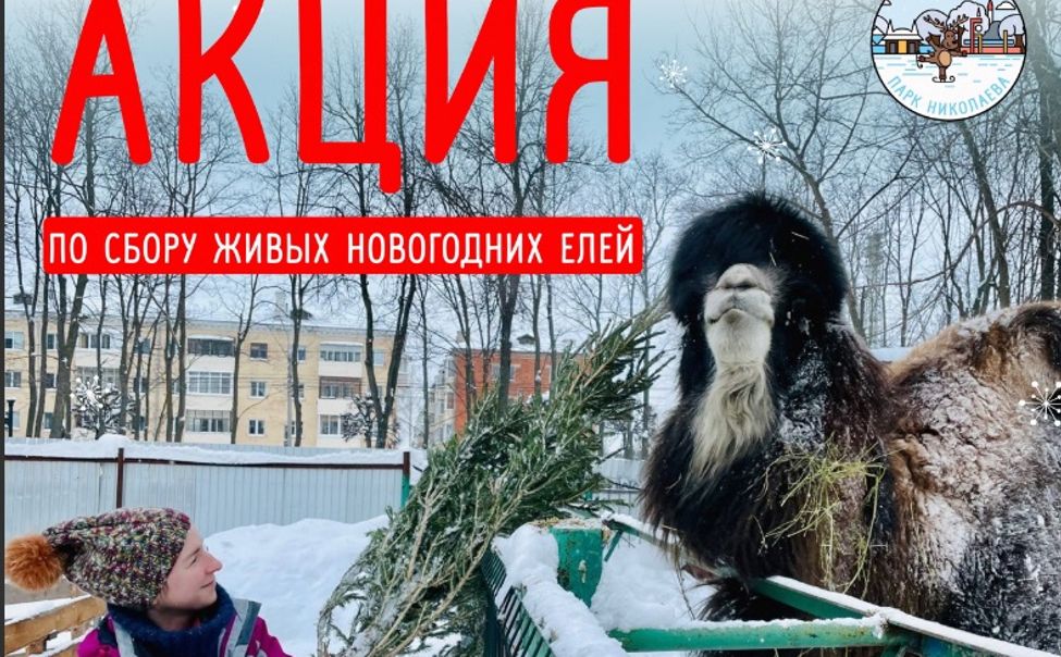 В Чебоксарах новогодние ёлки обменяют на билет в зоопарк В Чебоксарах новогодние ёлки обменяют на билет в зоопарк