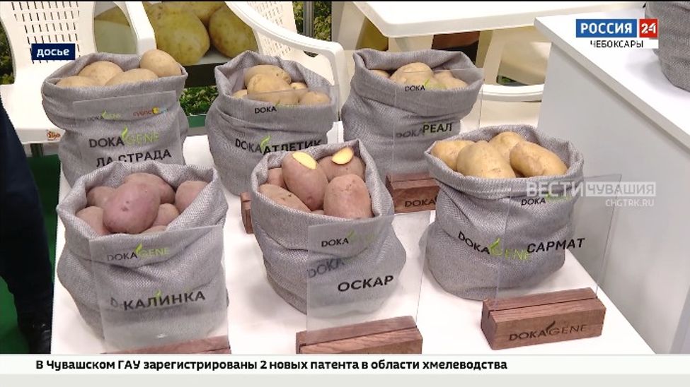 55 тонн семенного картофеля привезут в Чувашию 4 марта