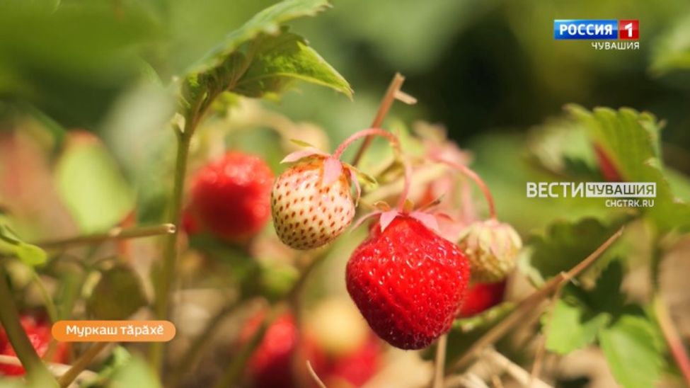 Алран кайми. Эфир от 04.07.2024