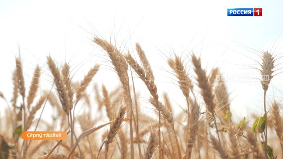 Алран кайми. Эфир от 01.08.2024