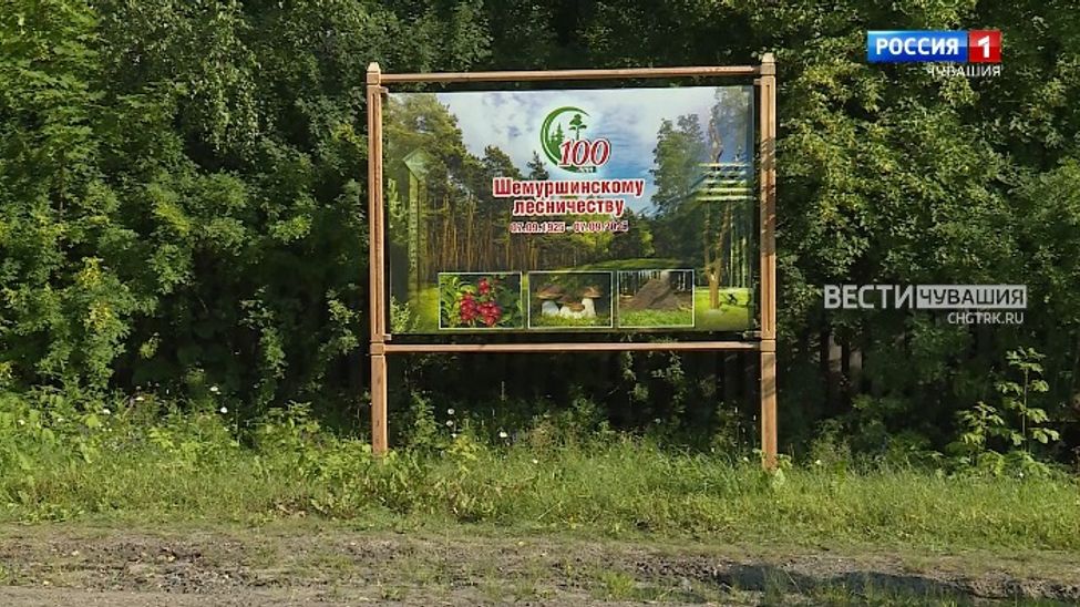 Специальный репортаж на чувашском языке. Шӑмӑршӑ вӑрман хуҫалӑхне - 100 ҫул. Эфир от 09.08.2025